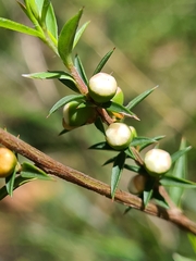 Leptospermum continentale