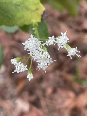 Ageratina jucunda