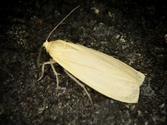 Eilema laevis