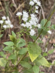 Ageratina jucunda