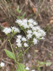 Ageratina jucunda