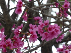 Prunus campanulata