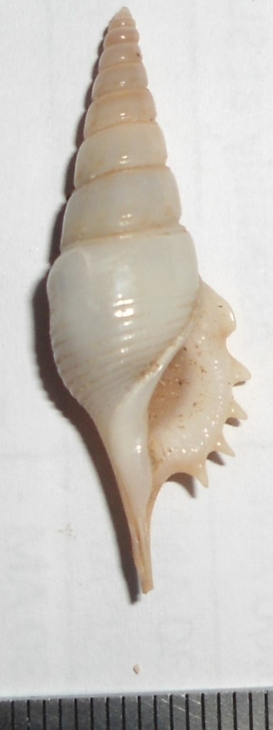 Rostellariidae