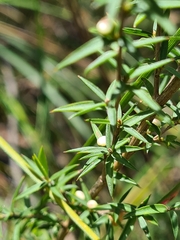 Leptospermum continentale