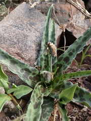Ledebouria cremnophila