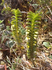 Fernandezia crystallina