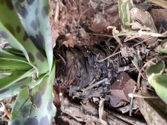 Ledebouria cremnophila