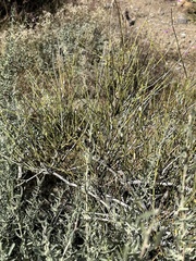 Ephedra trifurca