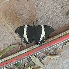 Siproeta epaphus trayja