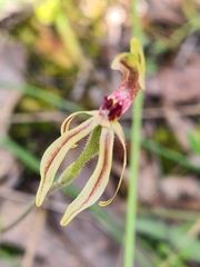 Caladenia parva