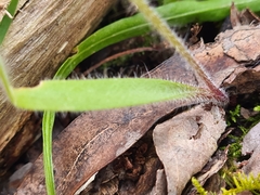 Caladenia parva