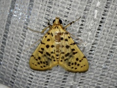 Conogethes punctiferalis