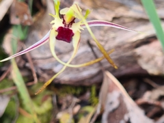 Caladenia parva