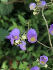 Jovellana punctata