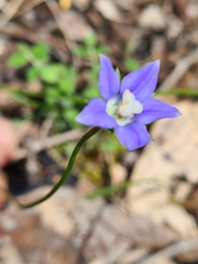 Wahlenbergia gracilis
