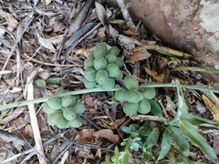 Pyrenacantha kaurabassana