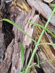 Wahlenbergia gracilis