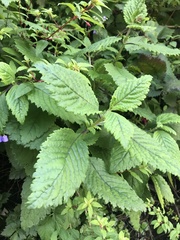 Jovellana punctata