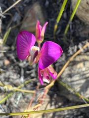 Polygala bracteolata