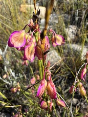 Polygala bracteolata