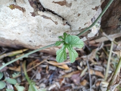 Pyrenacantha kaurabassana