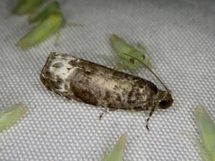 Hystrichoscelus spathanum