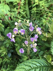 Jovellana punctata