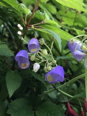Jovellana punctata