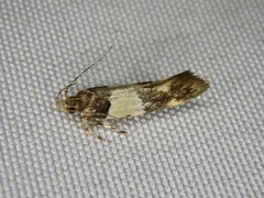 Macrobathra quercea