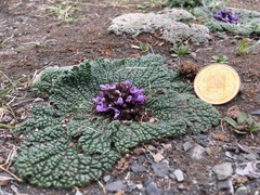 Phlomoides rotata