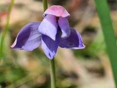 Thelymitra ixioides