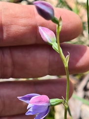 Thelymitra ixioides