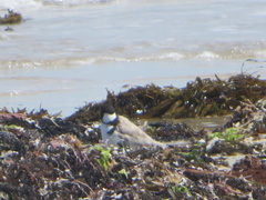 Thinornis cucullatus