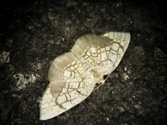 Cabera griseolimbata