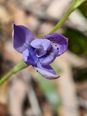 Thelymitra ixioides