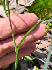 Thelymitra ixioides