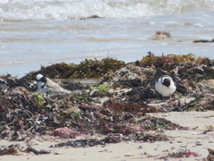 Thinornis cucullatus