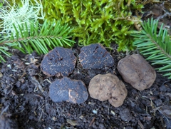 Fischerula subcaulis