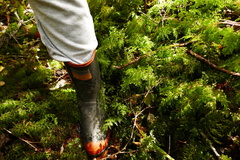 Hymenophyllum demissum