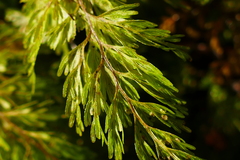 Hymenophyllum demissum