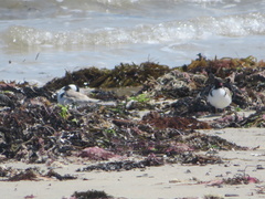 Thinornis cucullatus