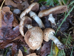 Agaricus subrufescentoides