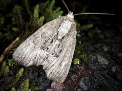 Dipterygina cupreotincta