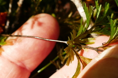 Hymenophyllum demissum