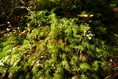 Hymenophyllum demissum
