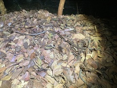 Psammophis orientalis