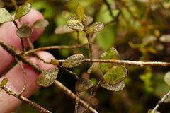 Neomyrtus pedunculata