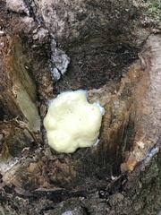 Reticularia