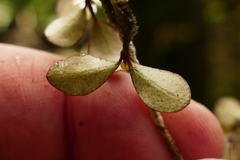 Neomyrtus pedunculata