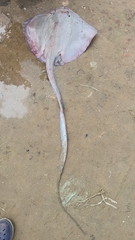 Narrow Cowtail Ray photo 2